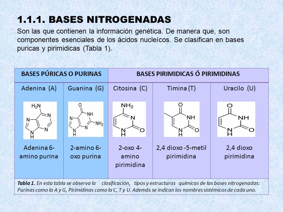 BASES PIRIMIDÍNICAS: Definición y Concepto Esencial