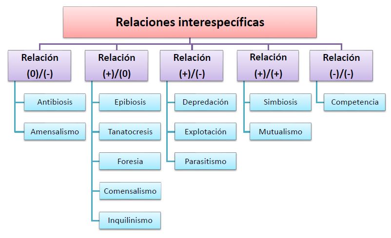 BIOLOGÍA: INTERACCIONES Y RELACIONES IMPRESCINDIBLES