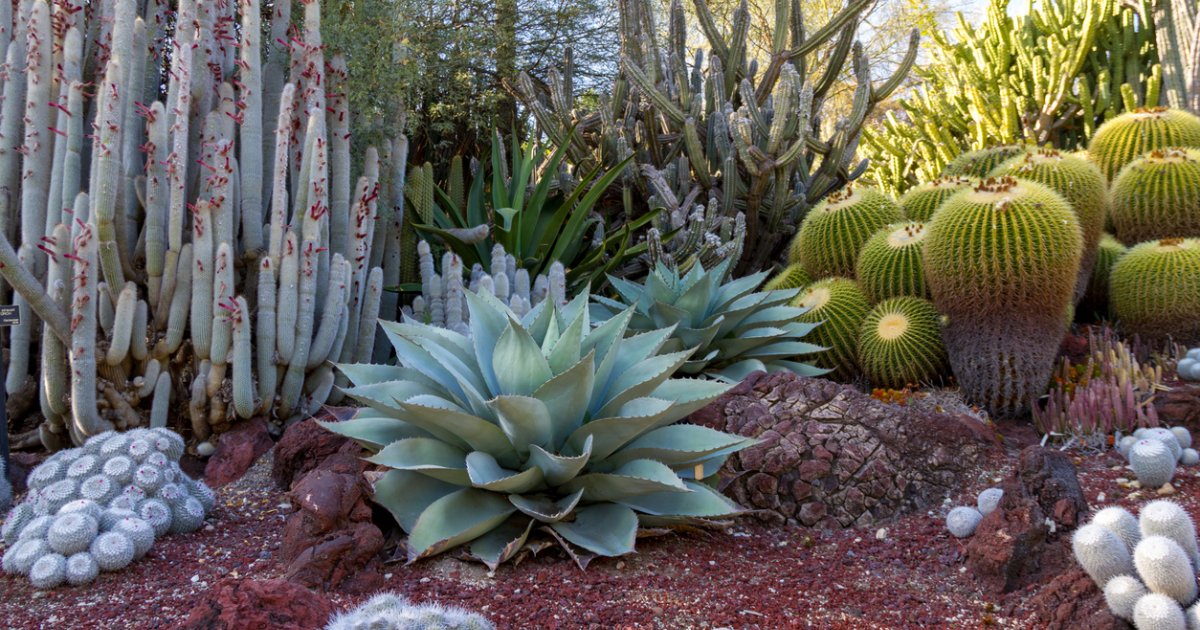 BIOMA DEL DESIERTO: FLORA, CLIMA Y VEGETACIÓN Esencial