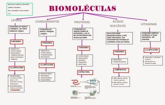 BIOMOLÉCULAS: TIPOS, FUNCIONES e IMPORTANCIA Esencial