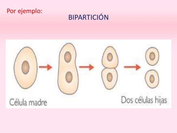 BIPARTICION BACTERIANA: Descubre su Importancia y FUNCIÓN