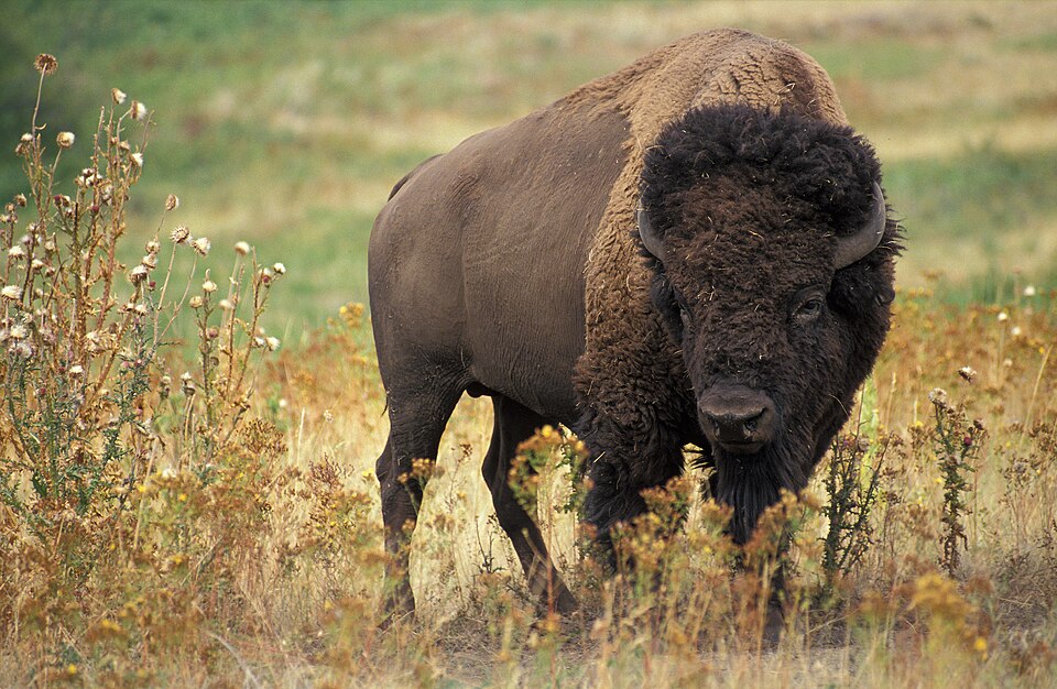 BISONTE: Características y Concepto del BÚFALO AMERICANO