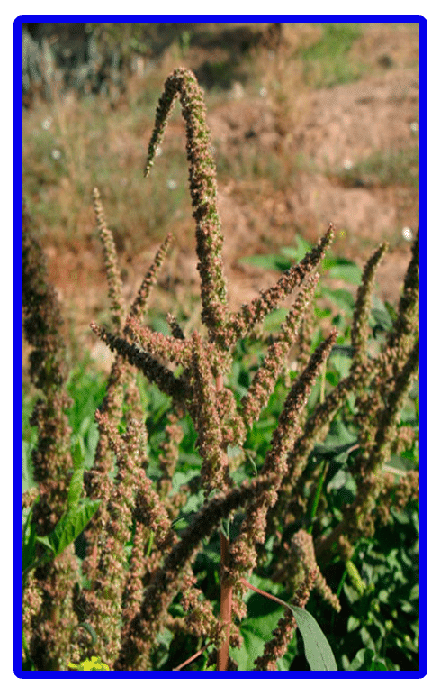 BLEDOS: PROPIEDADES y BENEFICIOS de esta PLANTA Medicinal