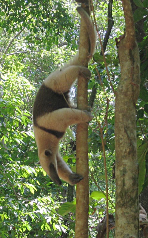 BOSQUE TEMPLADO: Características y FAUNA Sorprendente