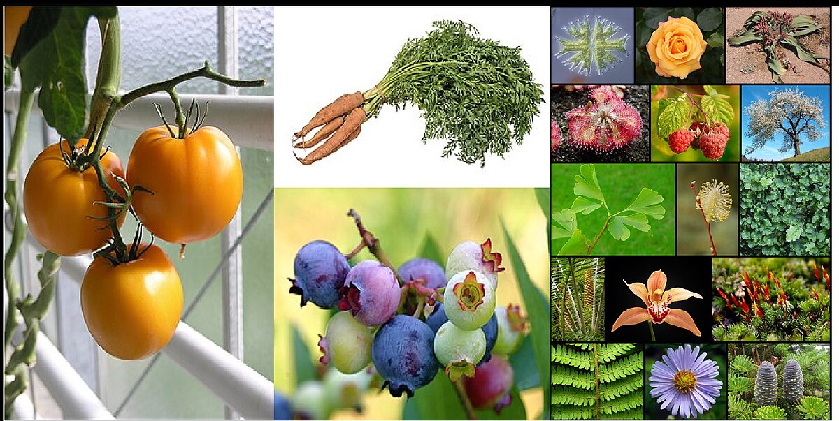 BOTÁNICA: Definición, Significado y Tipos Esenciales