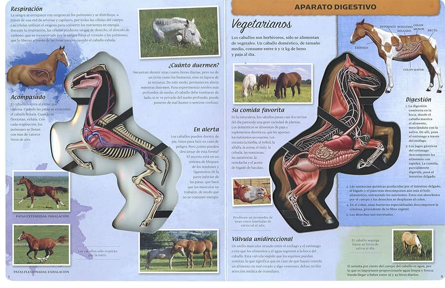 CABALLO: DESCUBRE SU HÁBITAT Y CARACTERÍSTICAS ¡SORPRÉNDETE!