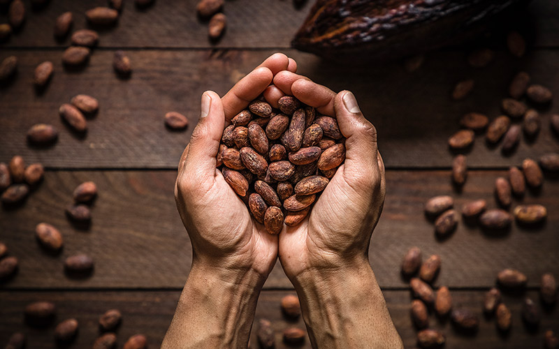 Cacao: ORIGEN, PROPIEDADES y CARACTERÍSTICAS Clave