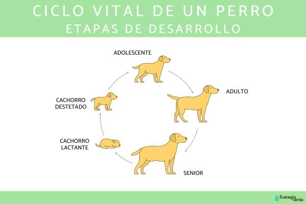 CACHORRO: DEFINICIÓN, CARACTERÍSTICAS y USOS ¡Descubre!