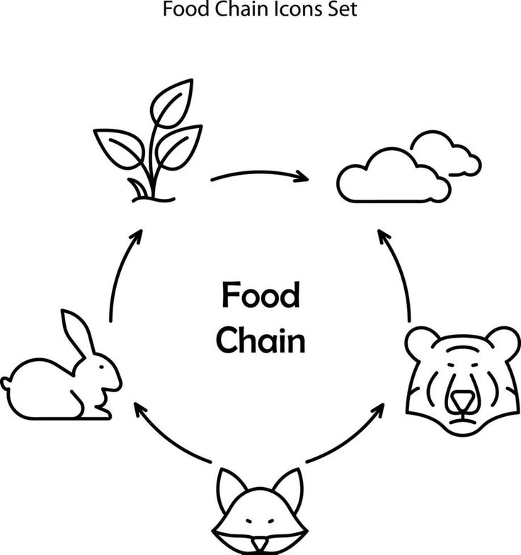 Cadena Alimenticia: ESQUEMAS, EJEMPLOS y DIBUJOS Fáciles