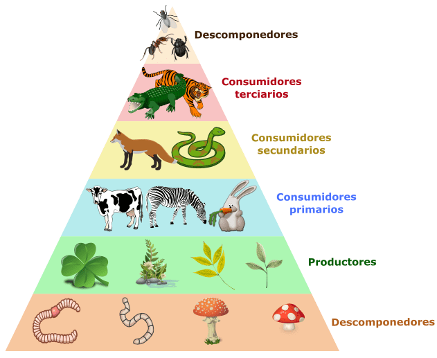 Cadenas Alimentarias: PRODUCTORES y SU Importancia