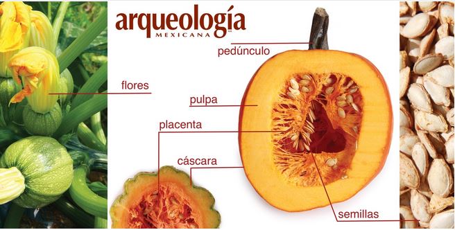 CALABAZA: Definición, FORMAS y CONCEPTOS ESENCIALES
