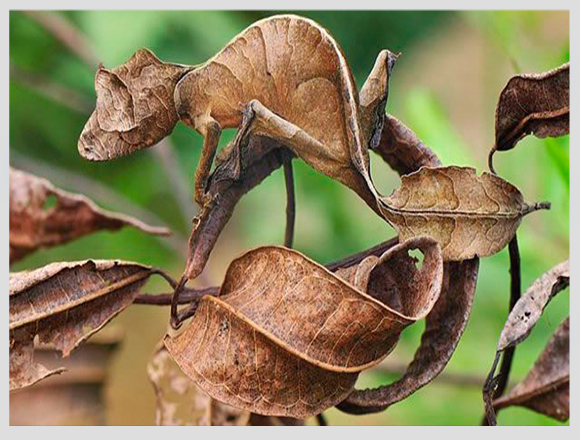 CAMUFLAJES ANIMALES: ¡DESCUBRE SU ASOMBROSA HABILIDAD!