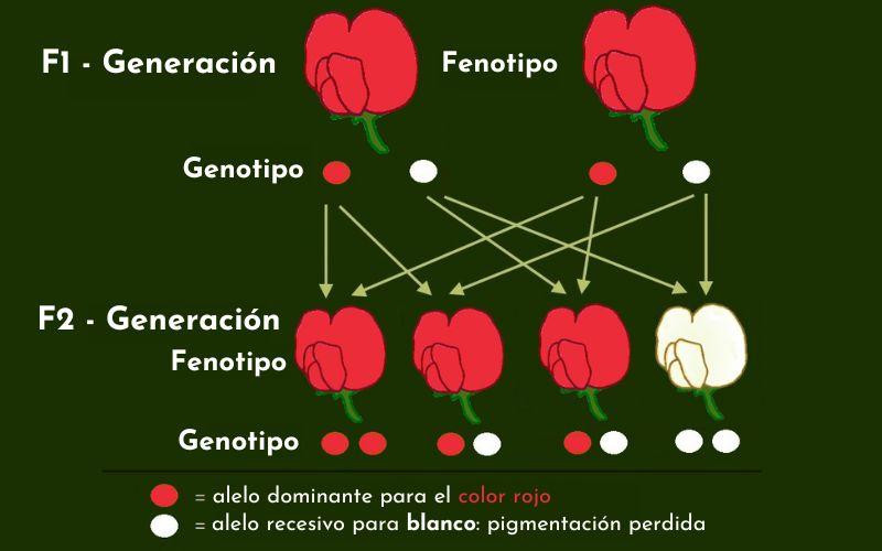 CARACTER RECESIVO: Qué es y su IMPACTO en Biología