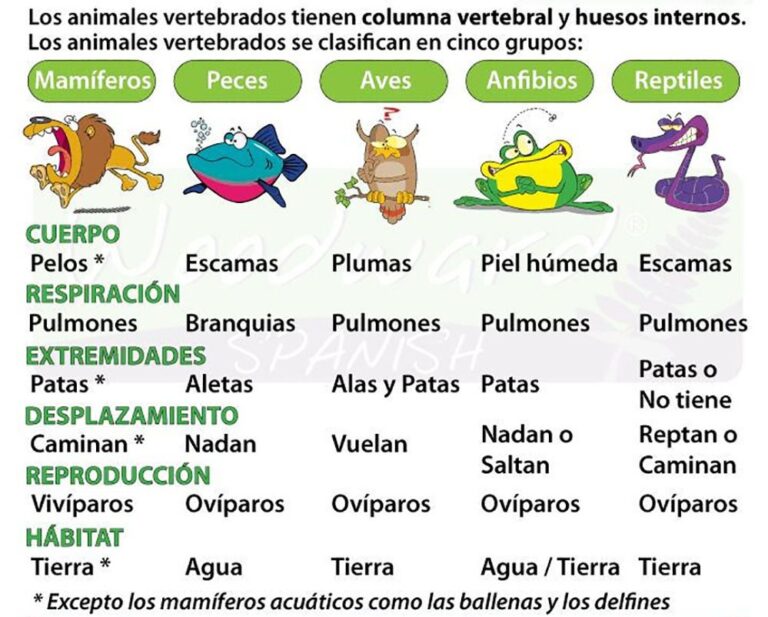 Características CLAVE de ANIMALES VERTEBRADOS ¡Descúbrelos!