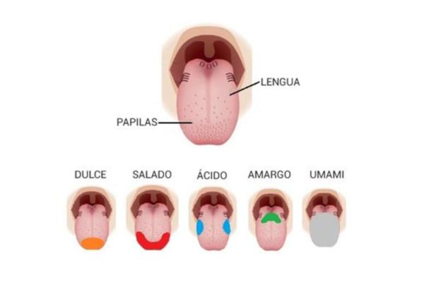 CARACTERÍSTICAS de la LENGUA: ¡Descubre lo Esencial!