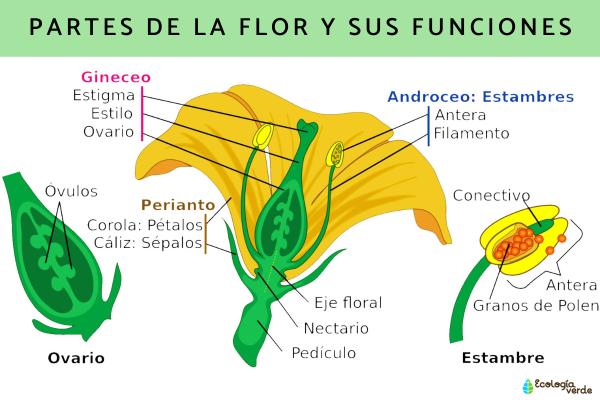 CARACTERÍSTICAS de las FLORES: Descubre sus SIMILITUDES