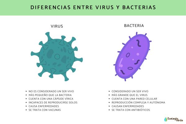 CARACTERÍSTICAS DE LOS SERES VIVOS: ¡DESCÚBRELAS AHORA!