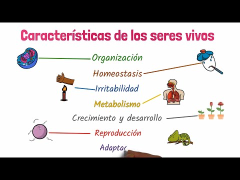 Características ESENCIALES de los SERES VIVOS ¡Descúbrelas!