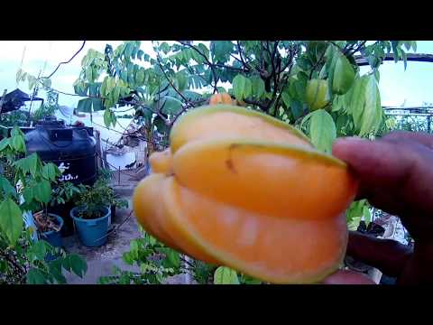 CARAMBOLA: Definición, Características y Más Sorprendente