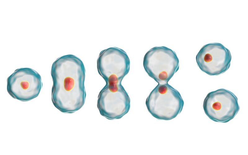 CARIOCINESIS: Qué es y su IMPORTANCIA en la Célula