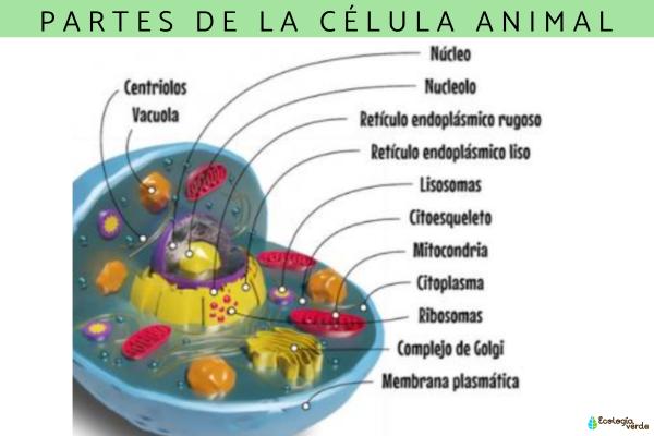 Célula ANIMAL: Descubre PARTES y FUNCIONES ESENCIALES
