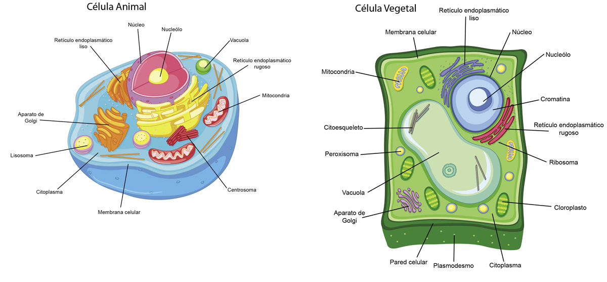 CÉLULA VEGETAL: PARTES, FUNCIONES y MÁS SORPRENDENTE