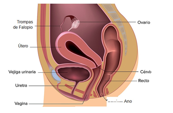 Células Sexuales: FUNCIONES y CARACTERÍSTICAS Clave