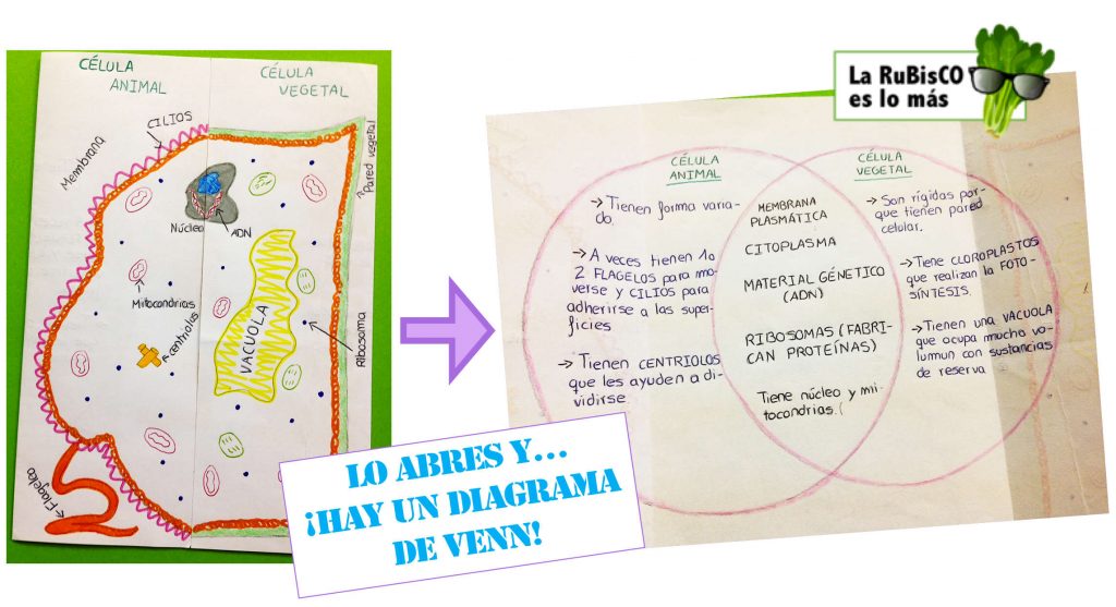 CÉLULAS VEGETALES: ¡Descubre 20 Ejemplos SORPRENDENTES!