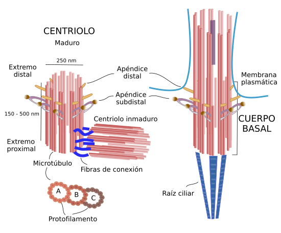 Centriolos: FUNCIONES y CARACTERÍSTICAS ESENCIALES
