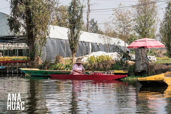 CHINAMPAS: Descubre su DEFINICIÓN y VALOR HISTÓRICO