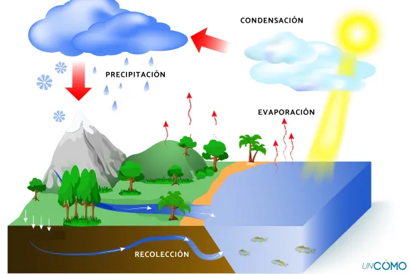 CICLO DEL AGUA: Descubre su PROCESO y ETAPAS ESENCIALES