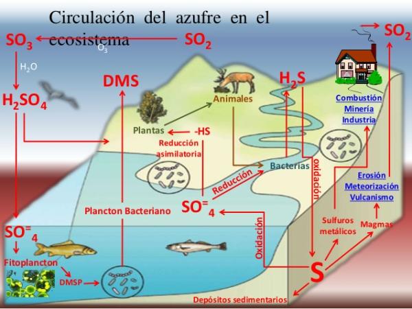 CICLO DEL AZUFRE: DESCUBRE SU IMPORTANCIA BIOGEOQUÍMICA