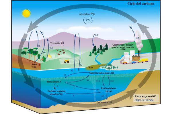 CICLO DEL CARBONO: DESCUBRE SU IMPORTANCIA EN NATURALEZA