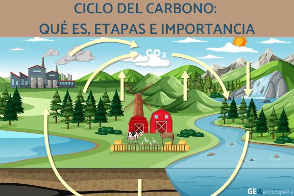 CICLO DEL CARBONO: ETAPAS Y SU Importancia ESENCIAL
