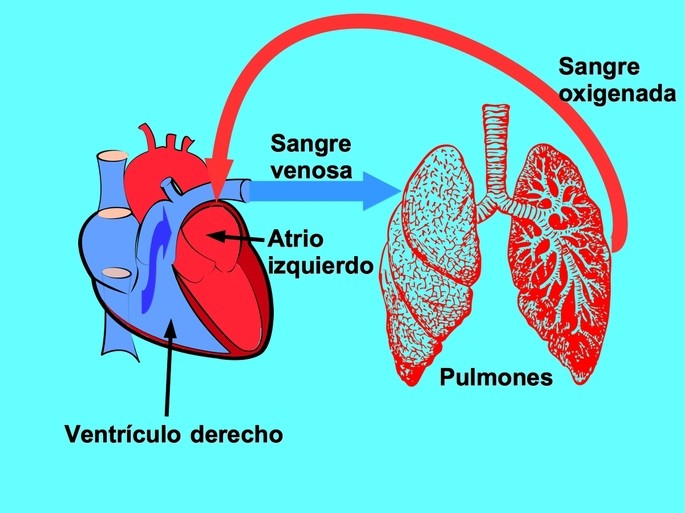 CIRCULACIÓN MAYOR Y MENOR: Descubre su IMPORTANCIA