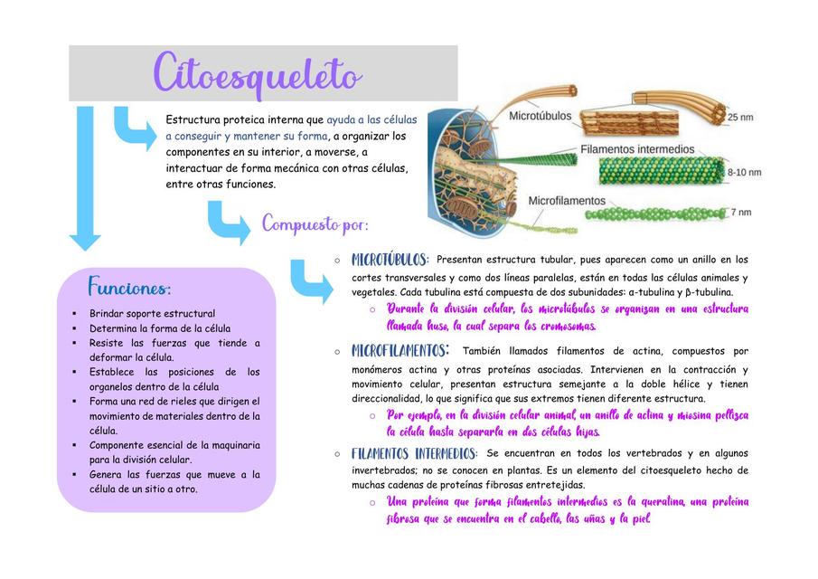 CITOESQUELETO: FUNCIÓN, ESTRUCTURA y ELEMENTOS Clave