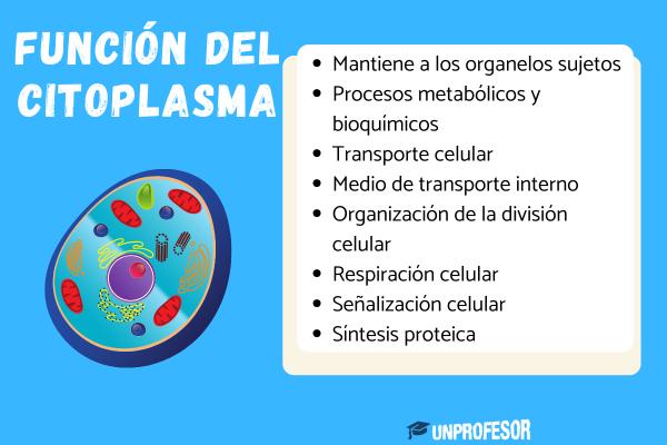 CITOPLASMA: DEFINICIÓN, PARTES y FUNCIONES ESENCIALES