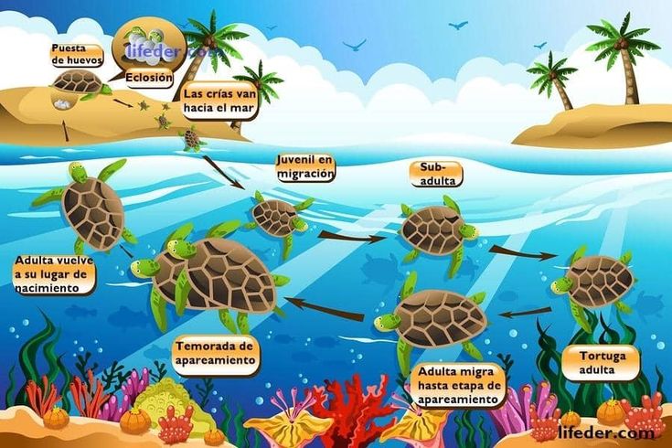 CLASE DE TORTUGAS: Descubre su FASCINANTE NACIMIENTO
