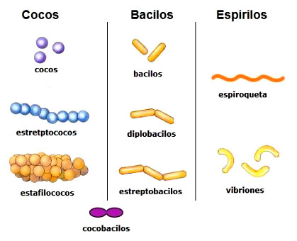 CLASIFICACIÓN DE BACTERIAS: TIPOS Y BENEFICIOS CLAVE