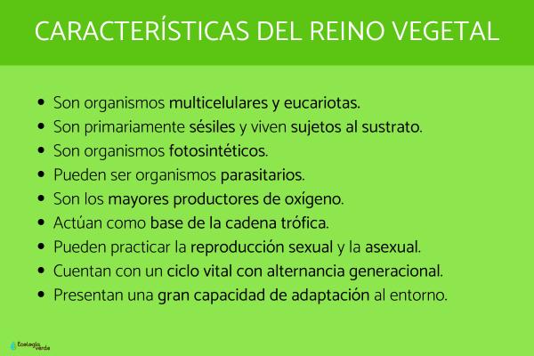 CLASIFICACIÓN DE PLANTAS: CONCEPTO Y TIPOS ESENCIALES