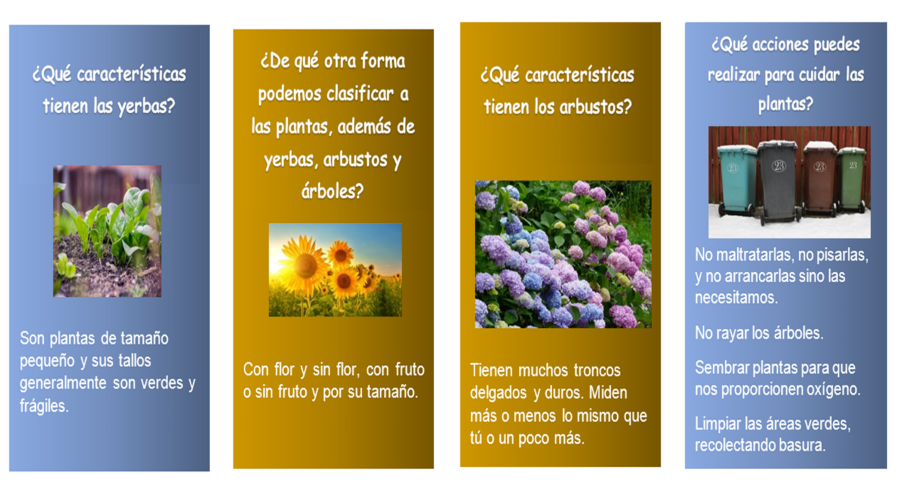 CLASIFICACIÓN DE PLANTAS: CUIDADO y TIPOS Esenciales