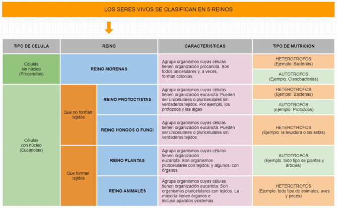 CLASIFICACIÓN de SERES VIVOS: FUNCIONES y CARACTERÍSTICAS