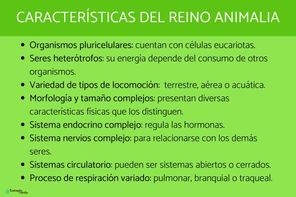 CLASIFICACIONES DEL REINO ANIMAL: CARACTERÍSTICAS ESENCIALES