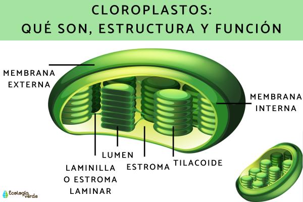 CLOROPLASTOS: DESCUBRE SUS PARTES Y FUNCIÓN ESENCIAL