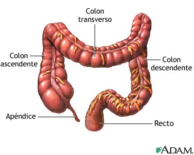 COLON: Definición y CONCEPTOS Esenciales que Debes Saber