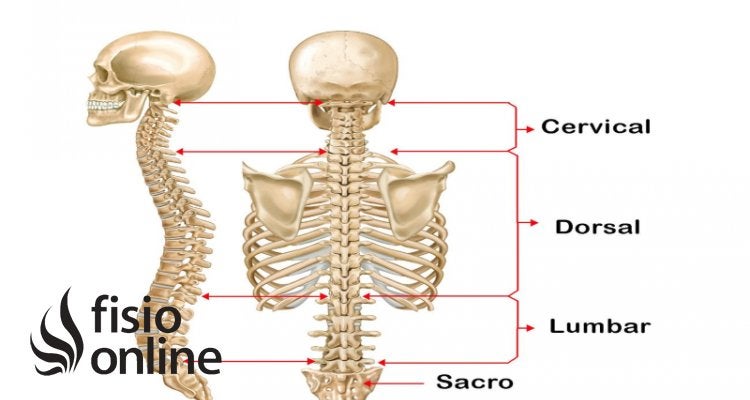 COLUMNA VERTEBRAL: Qué es y sus CARACTERÍSTICAS Clave
