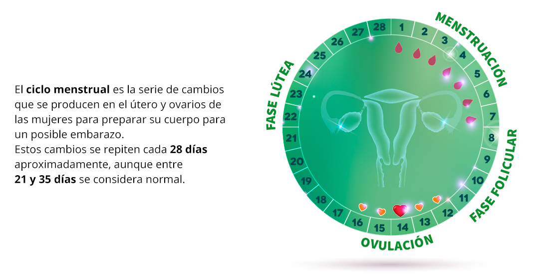 Cómo Afecta el Ciclo Menstrual a Tu Fertilidad y Salud Reproductiva