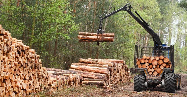 Cómo afecta la actividad forestal y qué oportunidades genera