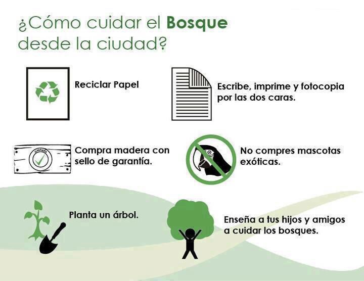 Cómo CUIDAR LOS BOSQUES: 10 ACCIONES IMPRESCINDIBLES