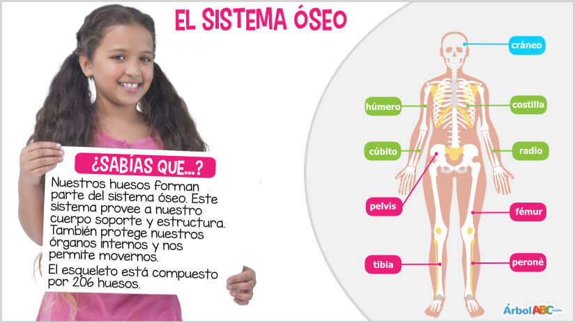 Cómo funciona el sistema óseo y por qué es importante en nuestro cuerpo